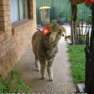 funny-pictures-robo-ram.jpg