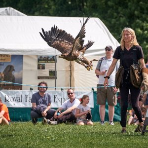 Vale_Royal_Falconry_007.jpg