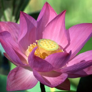 Purple-Lotus-Flower.jpg