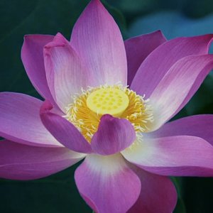 lotus (1).jpg