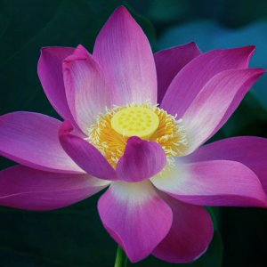 Lotus Flower.jpg