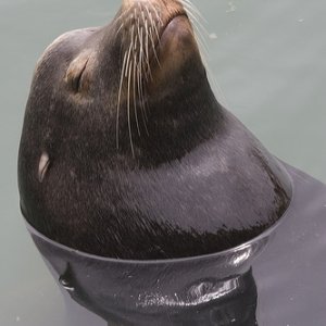 sea_lion2.jpg