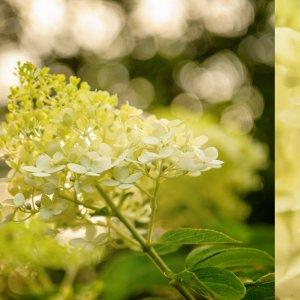 2018_July_8286_D700-Edit copy.jpg