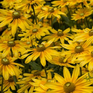 rudbeckia11280.jpg