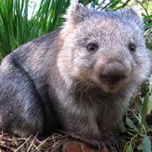 wombat.jpg