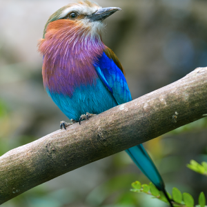 DSCF3366-Edit small PL.png