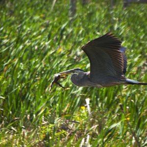 Bird frog - 1500px.jpg