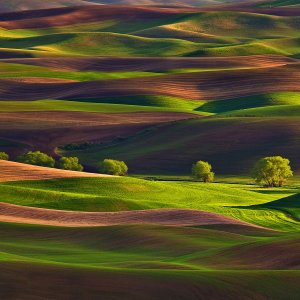 row_of_trees_palouse.jpg