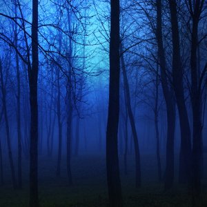 Night Forest.jpg