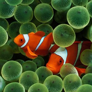 clownfish.jpg