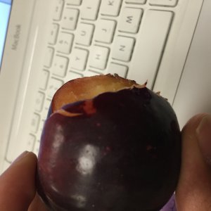 plum.jpeg