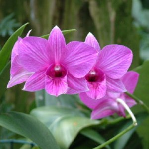 orchid2.jpg