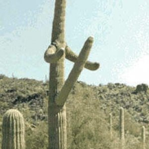 cactus.jpg