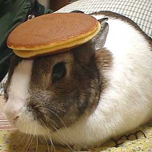 pancake_bunny.jpg