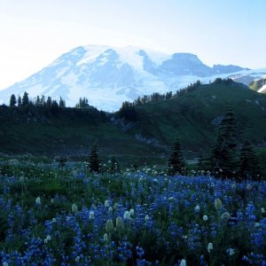 above paradise flowers and mt. ranier.jpg