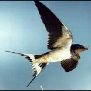 swallow.jpg