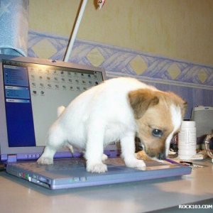 puppy-pc.jpg