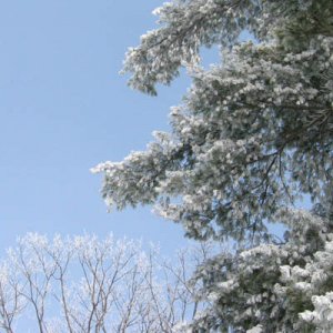 hoarFrost2.jpg