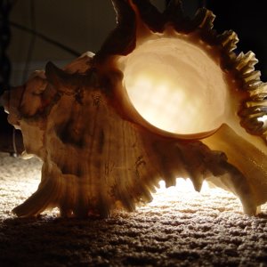 shell.jpg