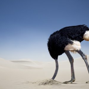 ostrich-in-sand[1].jpg