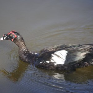 dart mual duck.JPG