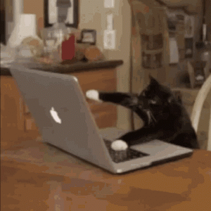 cat-laptop.gif