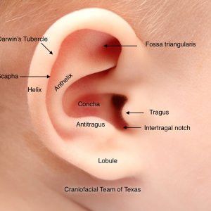 ear-anatomy-baby.jpg