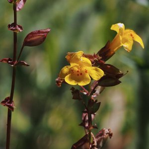 yellow flower 6-9-20.jpg