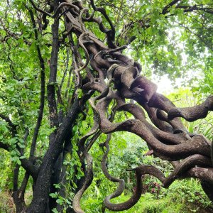 tree Chiang Mai.jpg