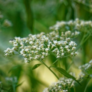 White Flowers in the Green.jpeg