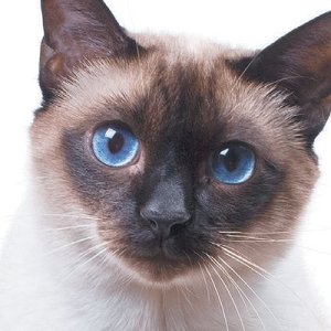 A-Siamese-cat.jpg.optimal.jpg