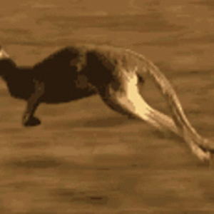 kangaroo.gif