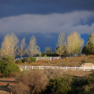 dark sky & poplarsx.jpg