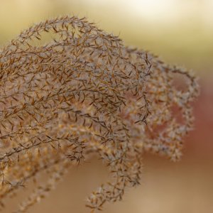 Winter Grass on New Year's Day.jpeg