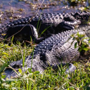 Wetlands De 2022 2500px-21.jpg