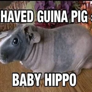 Hippo-Vorlage.jpeg