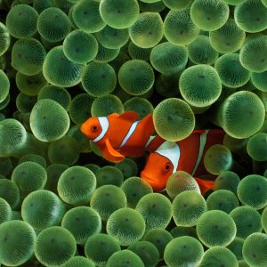 Clown Fish.jpg