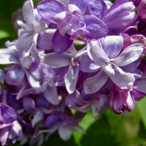 lilac flower.jpg
