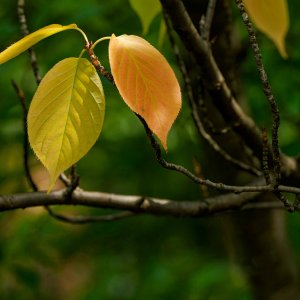 Early Color Changes.jpeg