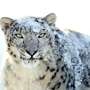 Snow Leopard (2).jpg