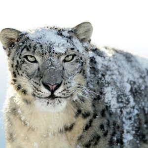 Snow Leopard.jpg