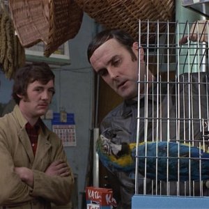 Monty Python Parrot.jpg