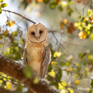 Barn owl, Rainbow