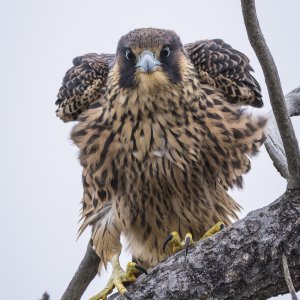 Young peregrine falcon, Torrey Pines