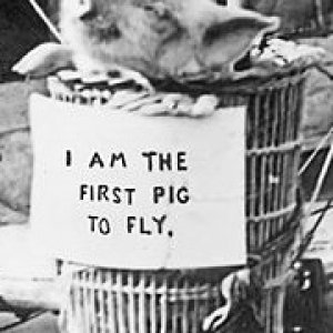 First_pig_to_fly,_1909._01_Crop.jpg