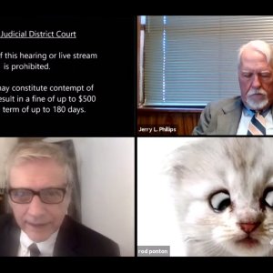 lawyercat.jpg