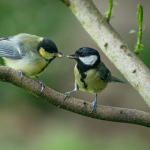 _DSC1912 Great Tit and Baby.jpg