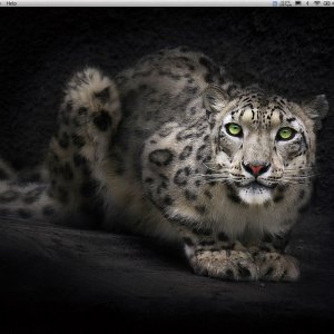 snowleopard desktop.jpg