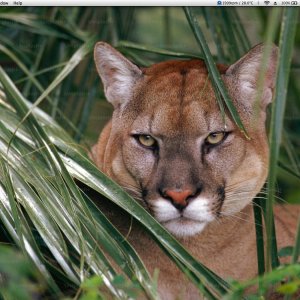 mtn lion desktop.jpg