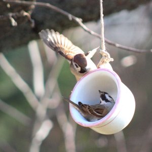 sparrows_teacup_2.jpg